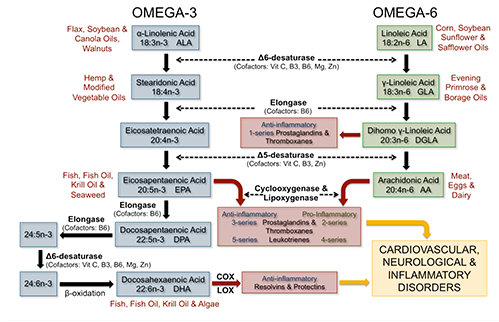 Metabolism-of-omega-3.png