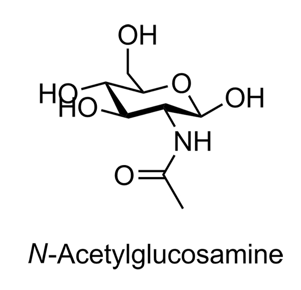 n-acetylglucosmine.jpg
